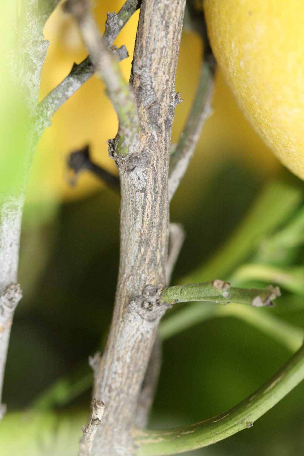              Second - third year twig (Riverside, CA)       